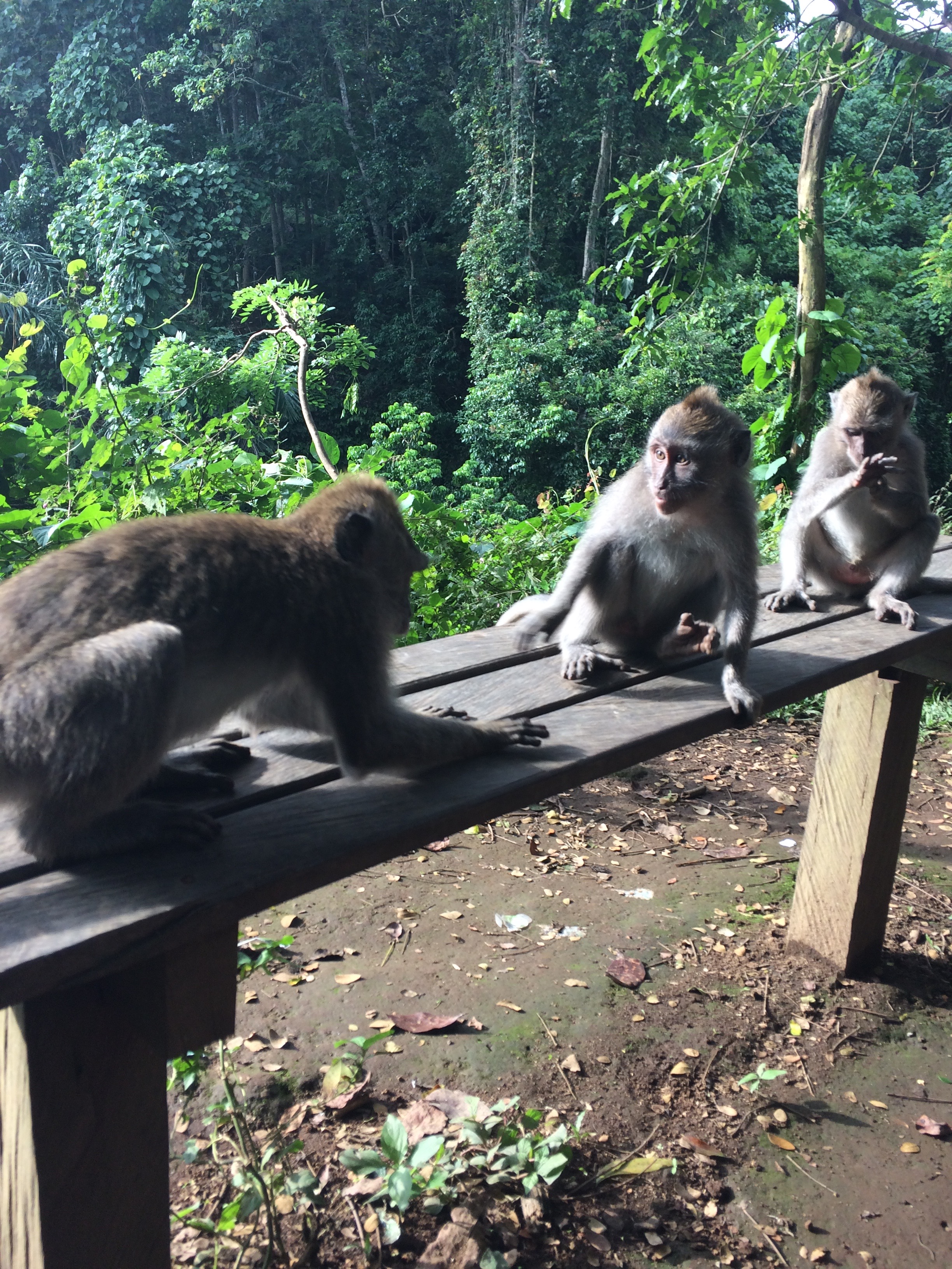 ubud-monkey-forrest