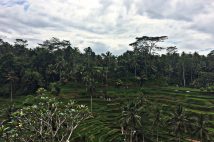 ubud-rizières